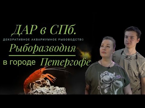 Видео: Рыборазводня ДАР г. Петергоф. Санкт-Петербург