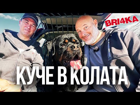 Видео: Как да возим куче в колата?