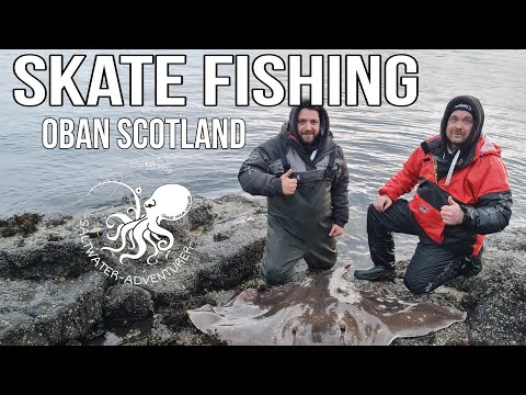 Видео: Ловля ската в Шотландии. Поймать ската весом 173 фунта на глубине.