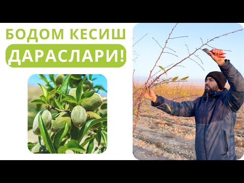 Видео: БОДОМ КЕСИШ ДАРСЛАРИ!