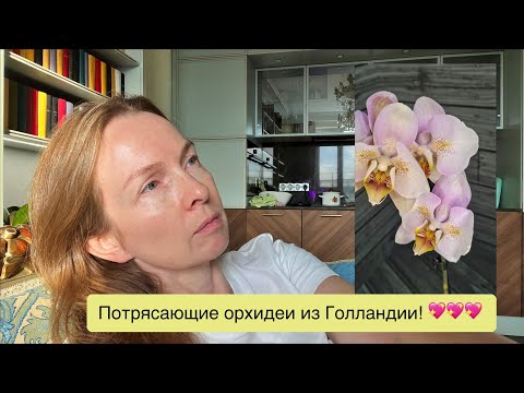 Видео: @zeboorhids  привезла цветущих голландцев, а я навестила её и сняла видео!