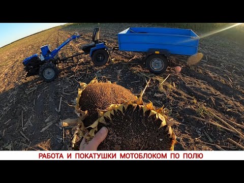 Видео: ПОЛНЫЙ ПРИЦЕП ПОДСОЛНУХА , РАБОТА И ПОКАТУШКИ НА МОТОБЛОКЕ ПО ПОЛЮ 