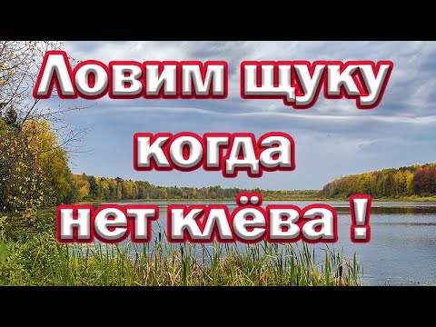 Видео: Ловля щуки КОГДА НЕТ КЛЁВА !!! Подбираю снасть, проводку, приманку. Рыбалка на спиннинг.