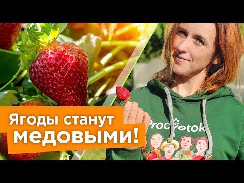 Видео: ПОЛЕЙТЕ ЭТИМ КЛУБНИКУ В ИЮНЕ ДЛЯ НАЛИВА И СЛАДОСТИ!