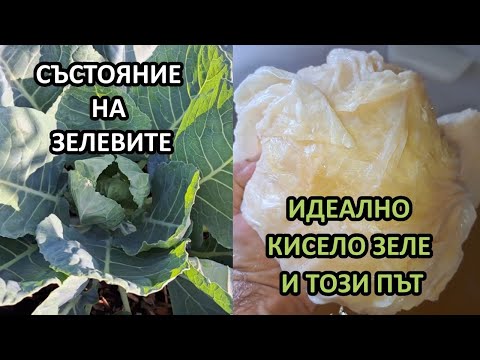 Видео: Зелевите в градината ми без копане ,,, и зелето в бидона от реколта 2024/ Tony's permaculture garden