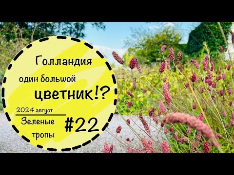 Видео: #22 ☘️Невероятные цветники Голландии. ☘️В чем их секрет? ☘️Можно ли обойтись без злаков?☘️Gronningen