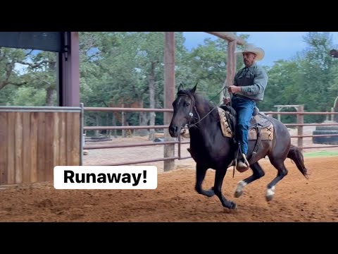 Видео: Как справиться с лошадью, которая несется напролом. Часть 2