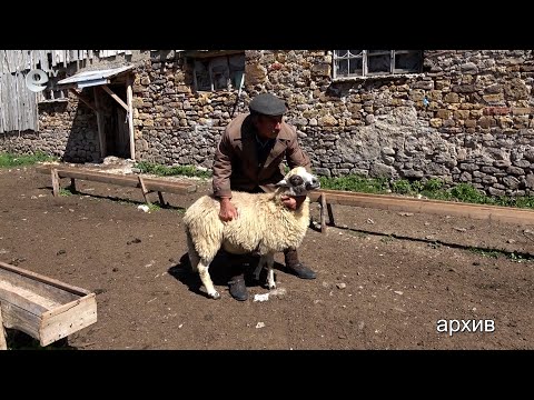 Видео: В Смолянска област затегнаха контрола в стопанствата за дребни преживни животни