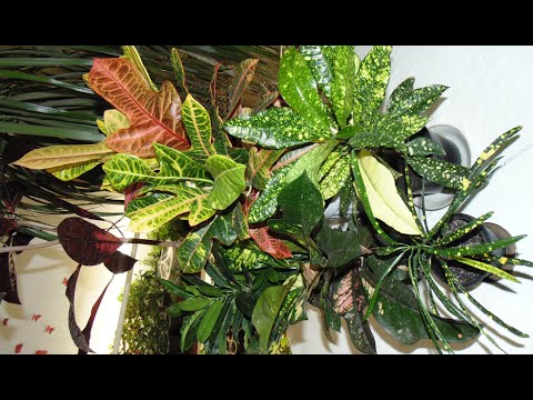 Видео: Обзор кротонов.