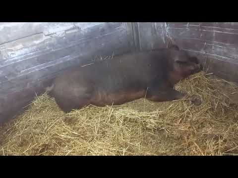 Видео: Не удачная кастрация большого кабана/Что-то пошло не так. Неуротранк не подействовал.