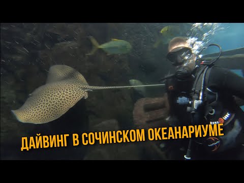 Видео: Дайвинг в Сочинском океанариуме Sochi Discovery World Aquarium