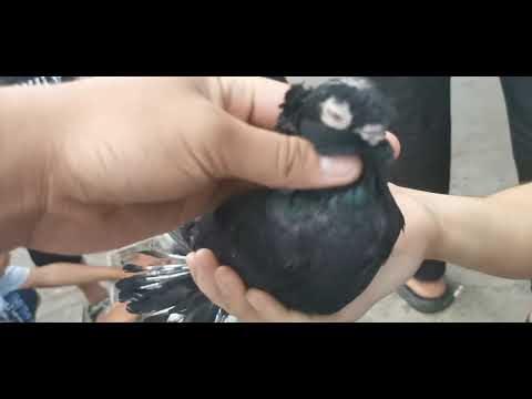 Видео: Рынок голубей худжанда 11.05. 2025. Кафтар Бозори хучанд 11.05. 2025. Hujand kaftarbozori 11.05.2025