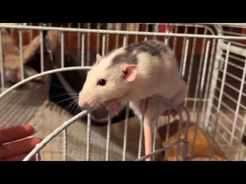 Видео: Крысы балуются 🤣🐀