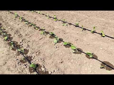 Видео: Капельный полив табака и плодовых деревьев