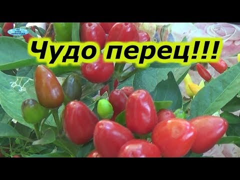 Видео: МОЯ СУПЕР КОЛЛЕКЦИЯ-ДЕКОРАТИВНЫЙ ГОРЬКИЙ ПЕРЕЦ.