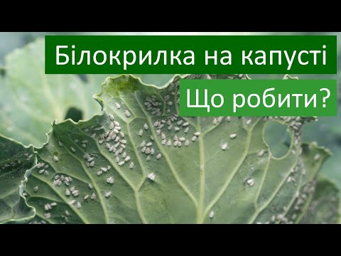 Видео: Як боротися з білокрилкою на капусті