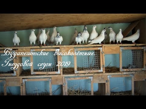 Видео: Будапештские высоколётные. Гнездовой сезон 2019