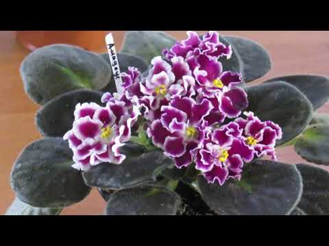 Видео: НАШИ ОШИБКИ , НЕ ДАЮЩИЕ ФИАЛКЕ ЦВЕСТИ ОБИЛЬНО И ДОЛГО