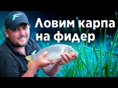 Видео: Когда нерестится карась - карпы клюют. Как ловить карпа на фидер.