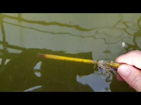 Видео: Нюансы подготовки к нересту карпов кои