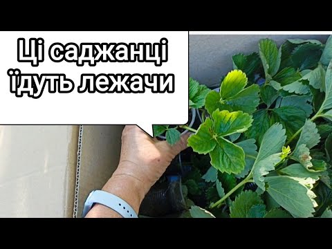Видео: Особливості пакування і відправки саджанців полуниці (лежачи) 
