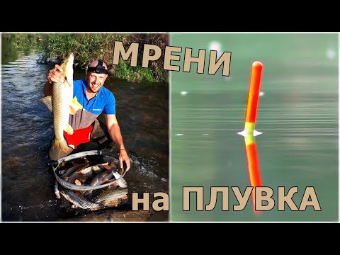 Видео: БЕЛИ МРЕНИ на ПЛУВКА.ЕКСТРЕМЕН РИБОЛОВ с МАЧ на ИЗТИЧАНЕ.BARBEL FISHING.PESCA BARBO.