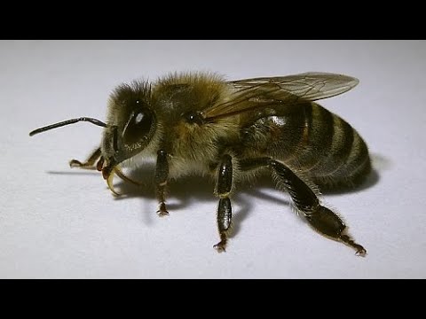 Видео: ошибки при уходе от роения пчел - поменял зимовалую матку в улье на молодую, а семья отроилась