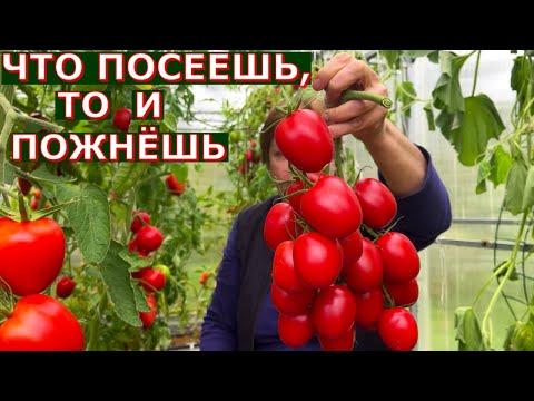 Видео: 33 НОВЫХ для нас шикарных сорта С ОПИСАНИЕМ Для ОГ и теплиц