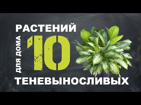 Видео: ТОП 10 ТЕНЕЛЮБИВЫХ РАСТЕНИЙ ДЛЯ ДОМА 🌿