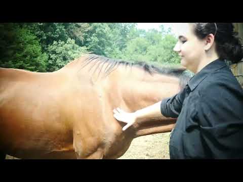 Видео: Как определить вес лошади без весов