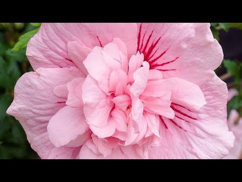 Видео: А Я І ВЗИМКУ САДЖАЮ КВІТИ! ДУЖЕ ДАВНО МРІЯЛА ПРО НИХ