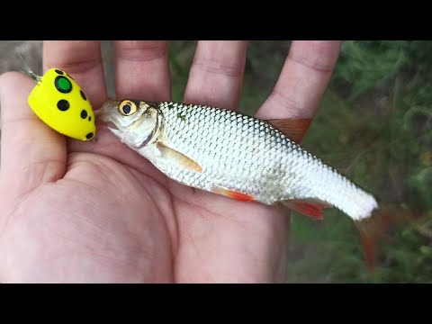 Видео: Ловля рыбы на попла-поппер. Поклёвка на каждом забросе