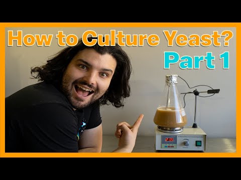 Видео: Как культивировать дрожжи? Часть 1 — Сбор и промывка дрожжей