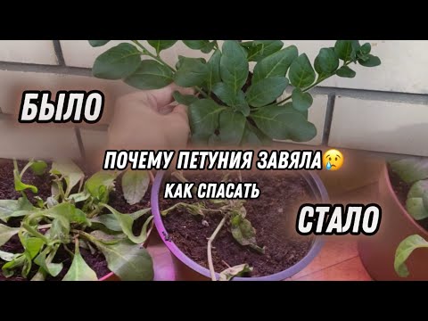 Видео: ПЕТУНИЯ ЗАВЯЛА😢 почему? ЧТО ДЛЯ ЭТОГО ДЕЛАЮ И ЧЕМ УДОБРЯЮ?🤔