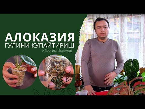 Видео: Алоказия гулини купайтириш