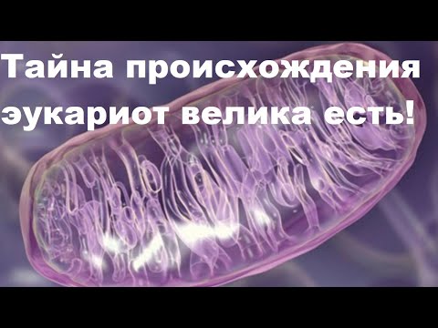 Видео: Алипов: “Тайна происхождения эукариот велика есть!”