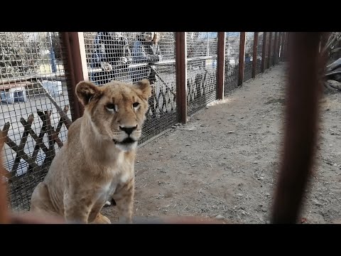 Видео: Как кормят львенка Шерхана из Тайгана в Минске. Он, оказывается, большой умница и хитрец! (3 серия)