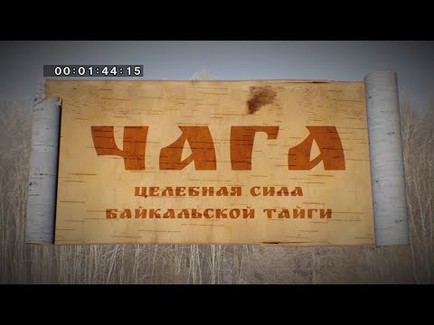 Видео: Чага. Целебная сила Байкальской тайги.