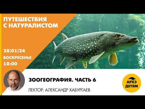 Видео: Детский эфир "Зоогеография. Часть 6" рубрики "Путешествия с натуралистом" с Александром Хабургаевым