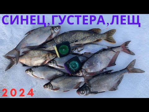 Видео: 2024 февраль ЛЕЩ,СИНЕЦ,ГУСТЕРА и ЩУКА на ГИРЛЯНДУ! Рыбалка в Беларуси.Припять! Глухозимье!