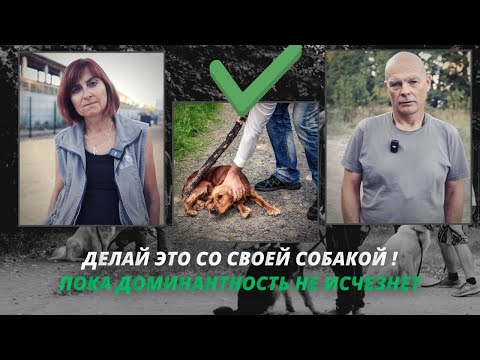 Видео: Ваша собака доминирует? Это не всегда конфликт и агрессия против владельца. Собака кусает хозяина.