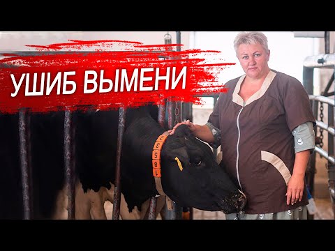 Видео: Ушиб вымени. Мастит у коровы.