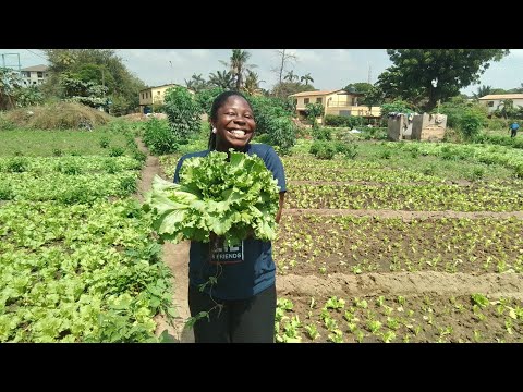 Видео: Как выращивать салат как бизнес/Коммерческое выращивание салата