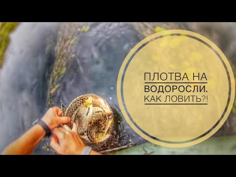 Видео: Ловля Рыбы на водоросли #ловлярыбы #рыбалка