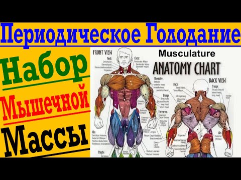 Видео: Набор Мышечной Массы на Периодическом Голодании !