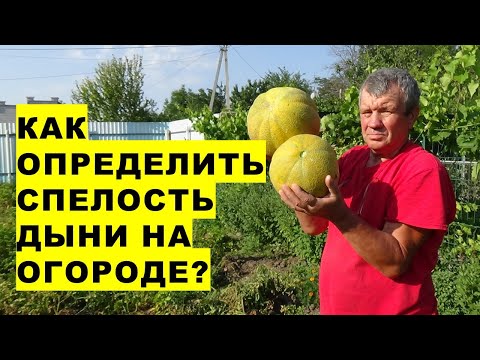 Видео: Как определить спелость дыни?