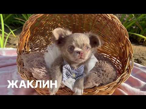 Видео: Жаклин💜 Лиловая девочка чихуахуа