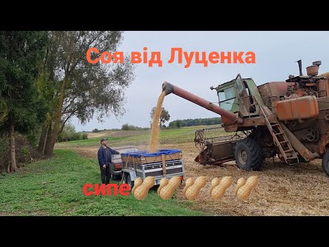 Видео: Соя від Луценка,що сипне❓