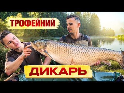 Видео: Цей дикарь кишить крупним АМУРОМ і КОРОПОМ! Дика природа і трофейна риба!