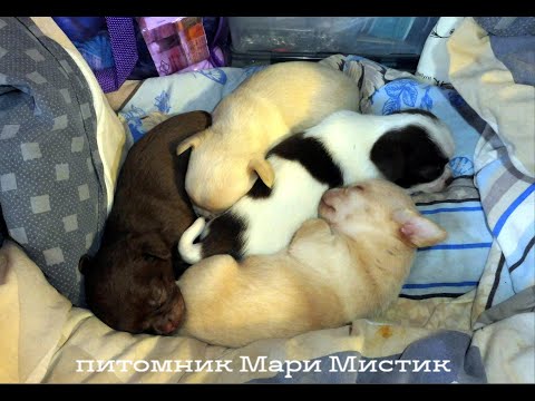 Видео: ПЯТНИЦА 13  мая  2022 ТАК начинается ПОЧТИ каждое утро в питомнике  собак "Мари Мистик" ЧИХУАХУА